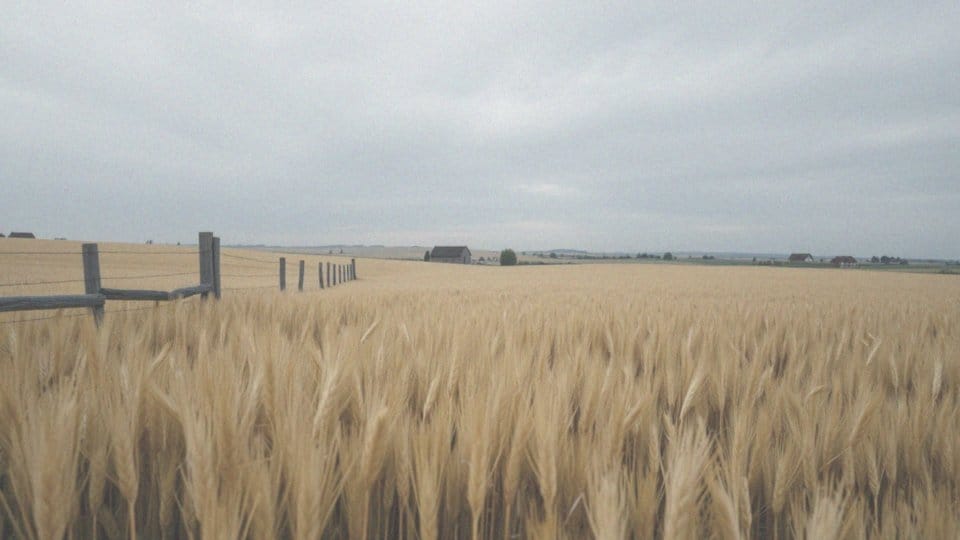 Jakie zboża są naturalnie bezglutenowe?