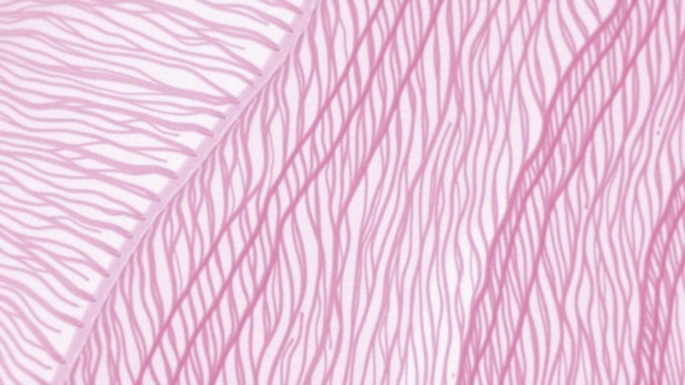 Jakie białka są istotne w funkcjonowaniu miofibryli?