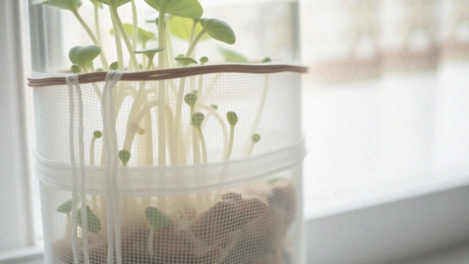 Kiełkowanie fasoli na gazie – jak przeprowadzić tę fascynującą metodę?